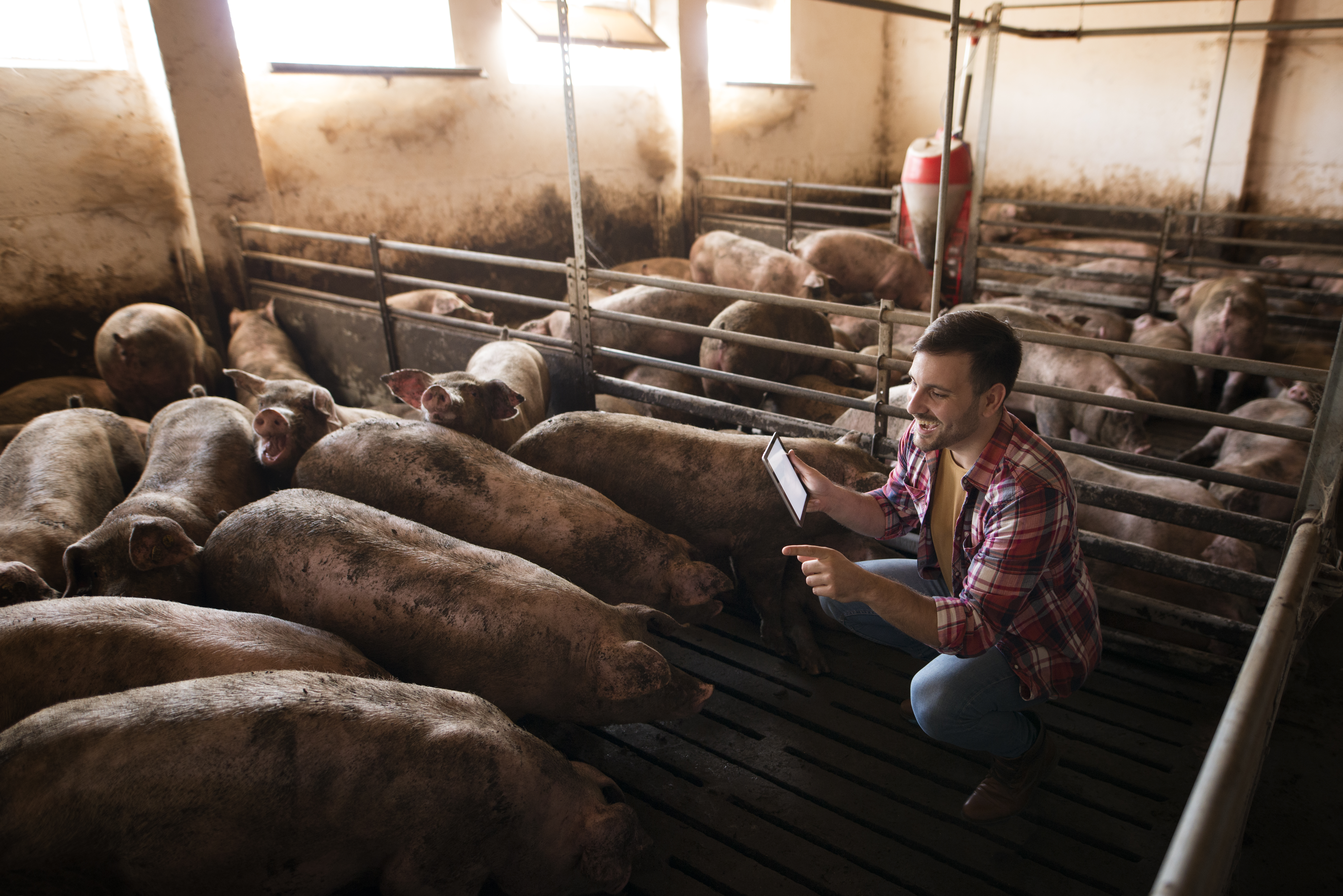 Pig Farming